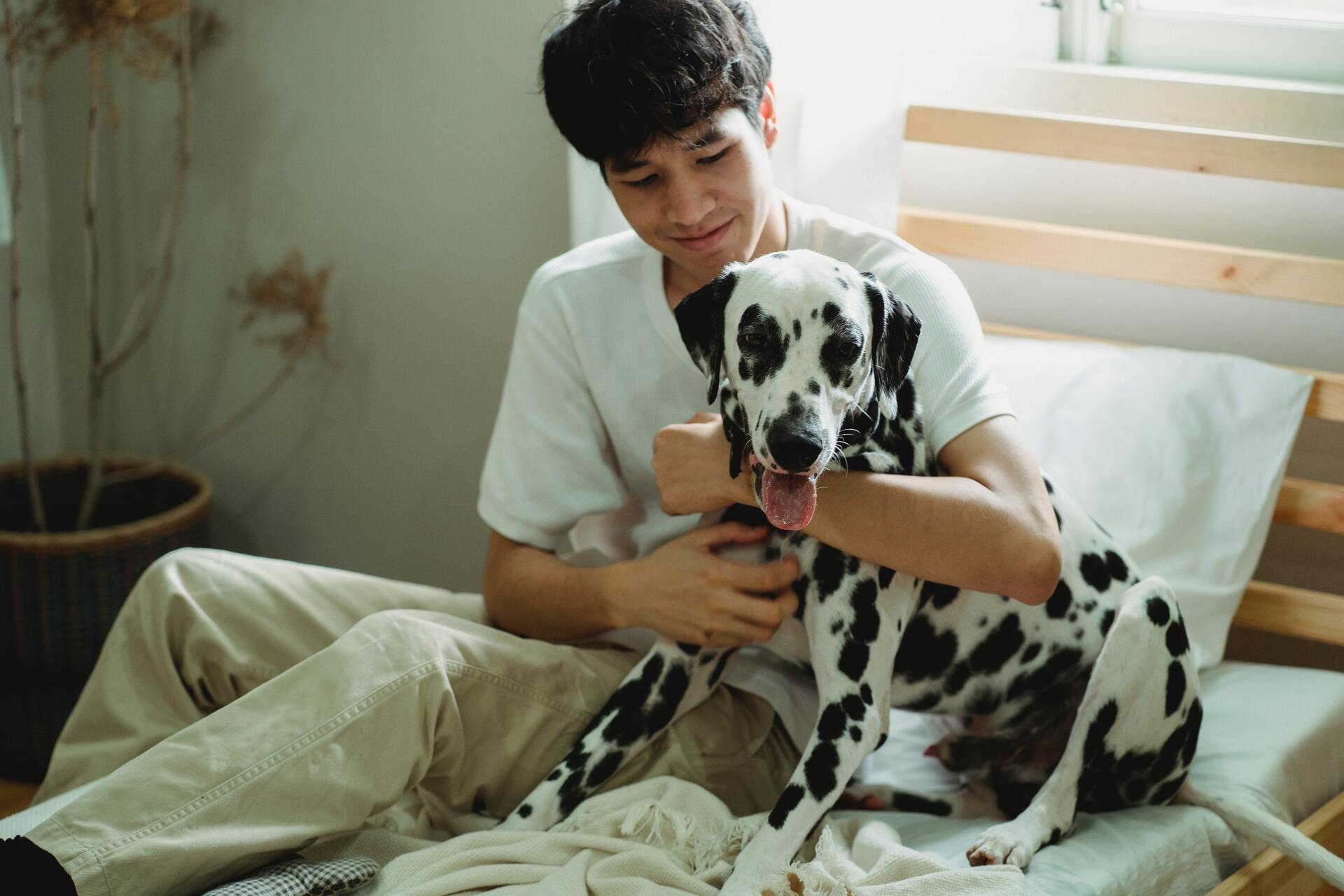 A man is sitting on a bed holding a dalmatian dog.