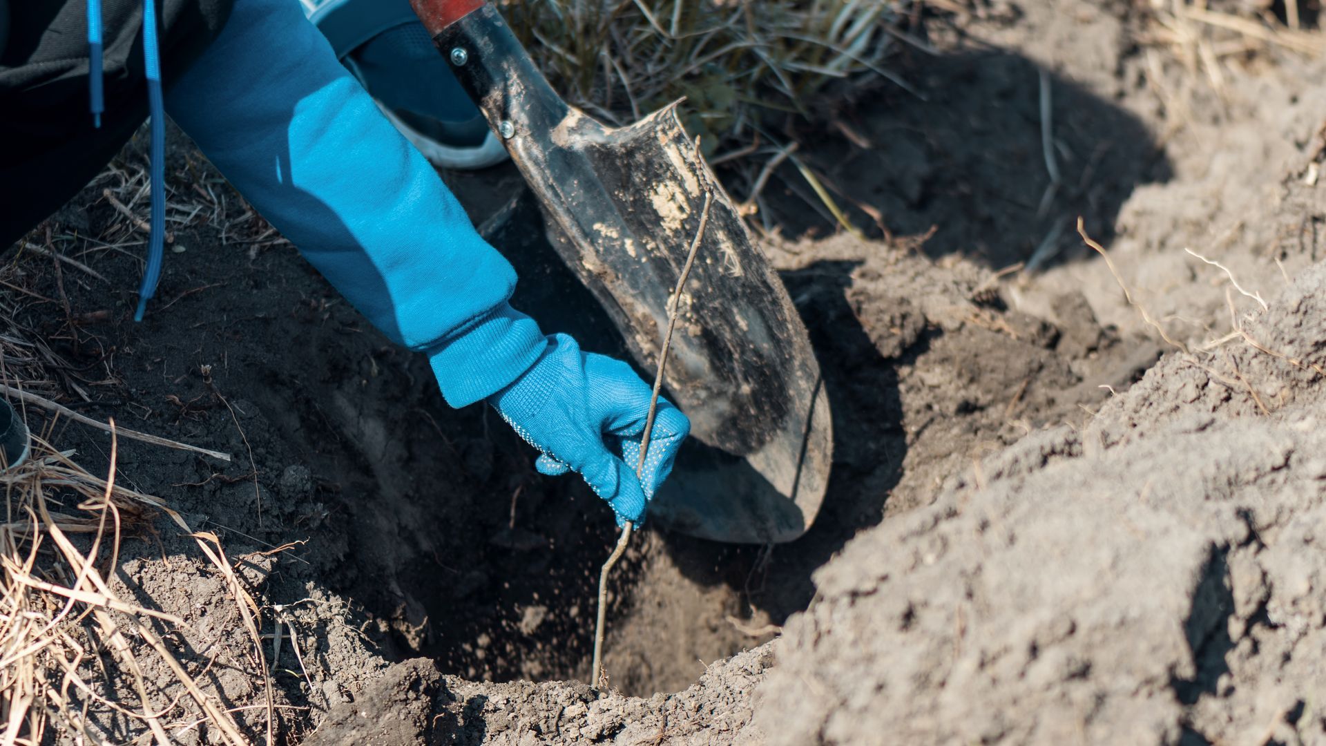 A person wearing blue gloves uses a small hand shovel to dig in the dirt, planting a thin seedling.