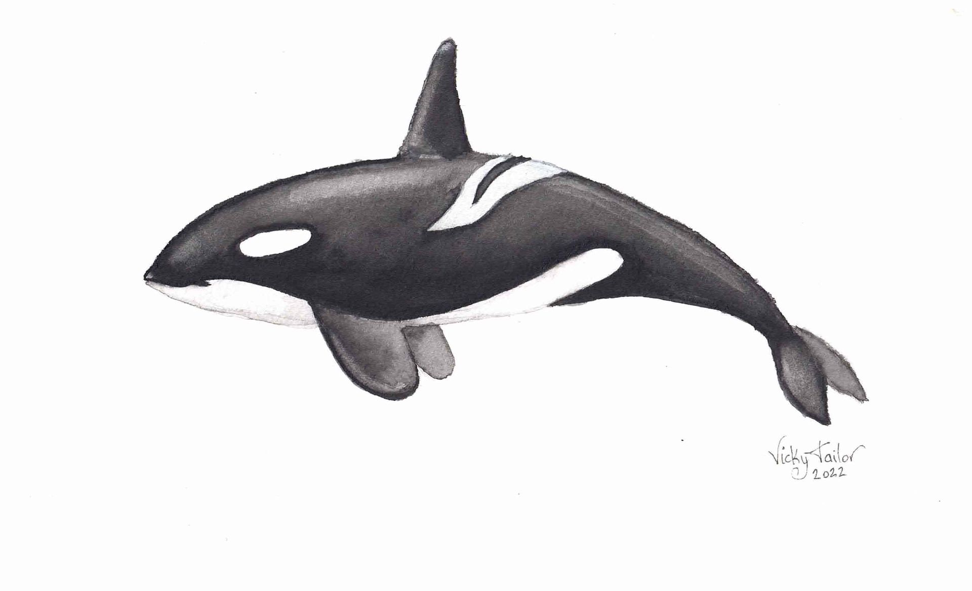 Watercolor painting of an orca created in a minimalist style using only black watercolor paint