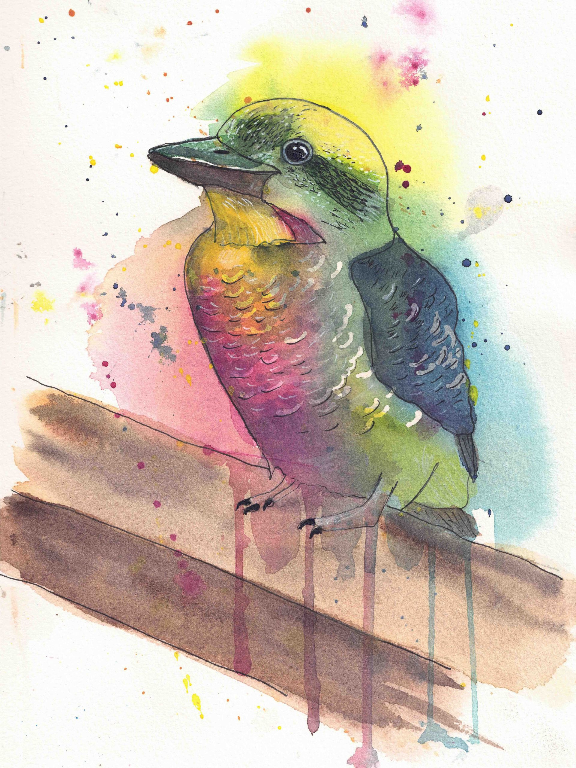 Loose watercolor painting of a kookaburra featuring bold and colorful washes