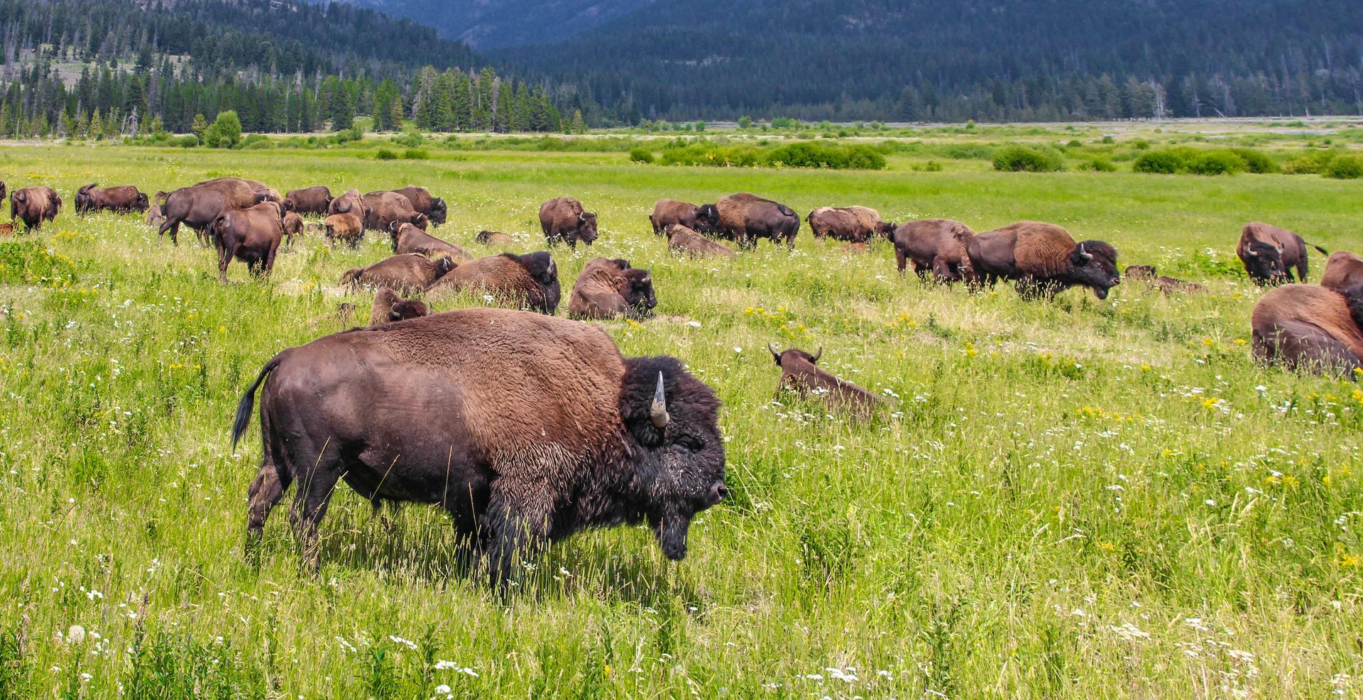 a herd of bison standing in a grassy field .