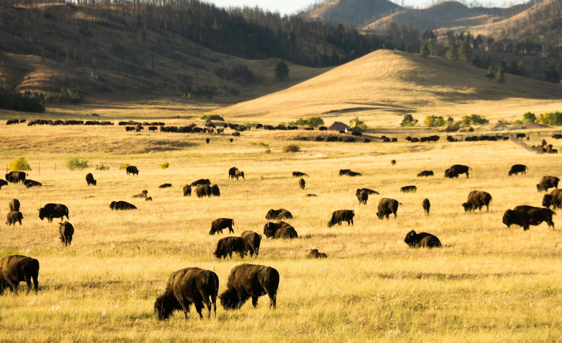 a herd of bison grazing in a field with mountains in the background .