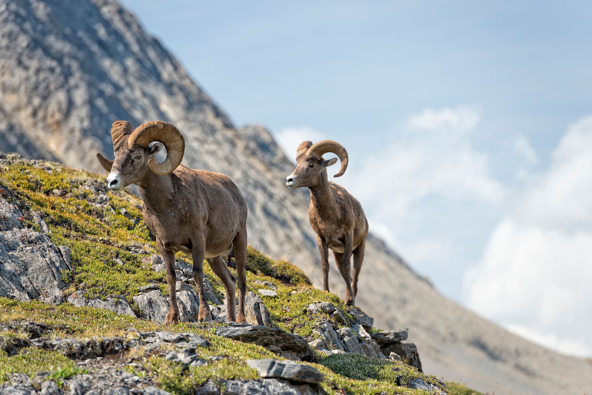two bighorn sheep are standing on top of a grassy hill .