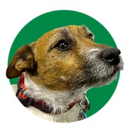 A brown and white dog with a red collar is looking up in a green circle.