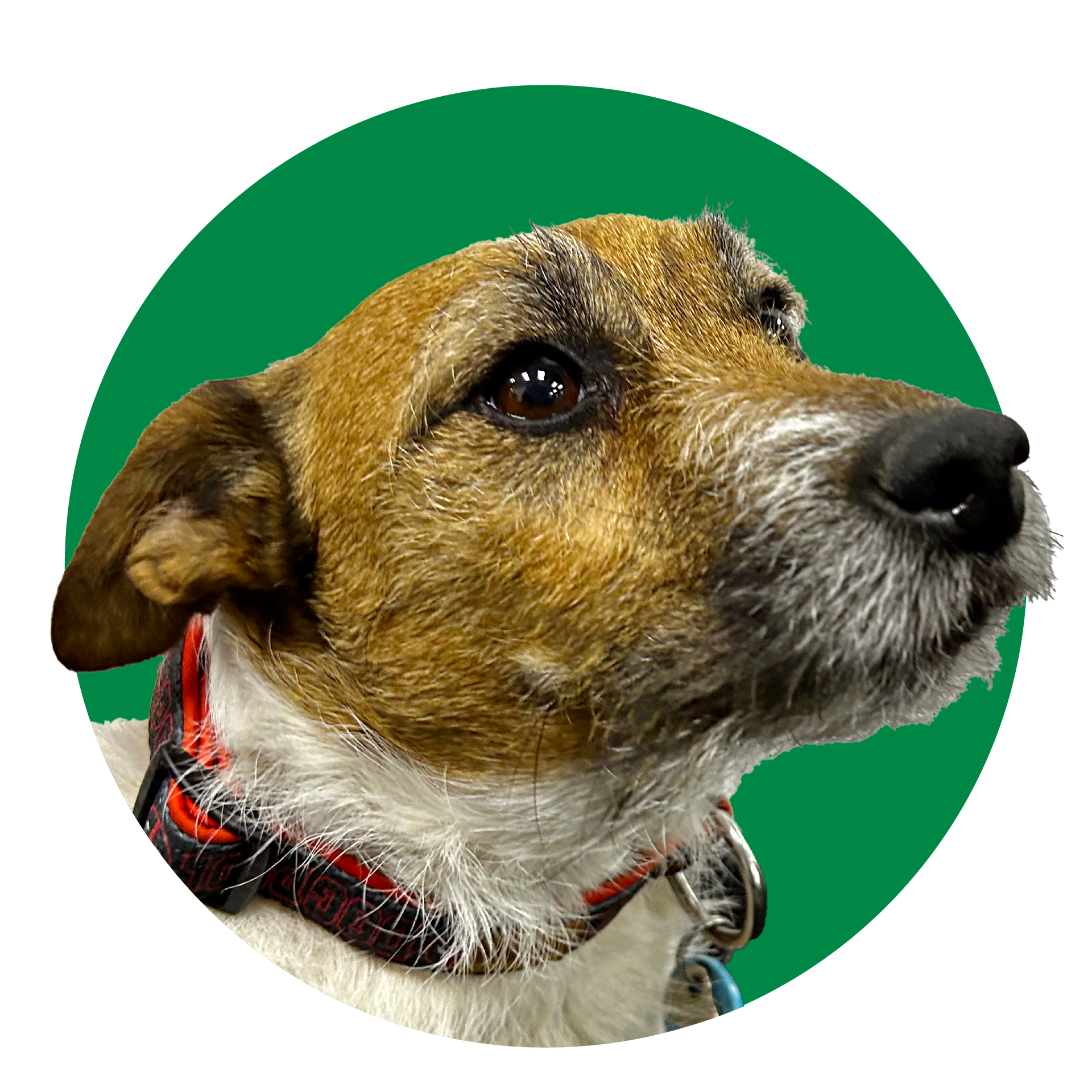 A brown and white dog with a red collar is looking up in a green circle.