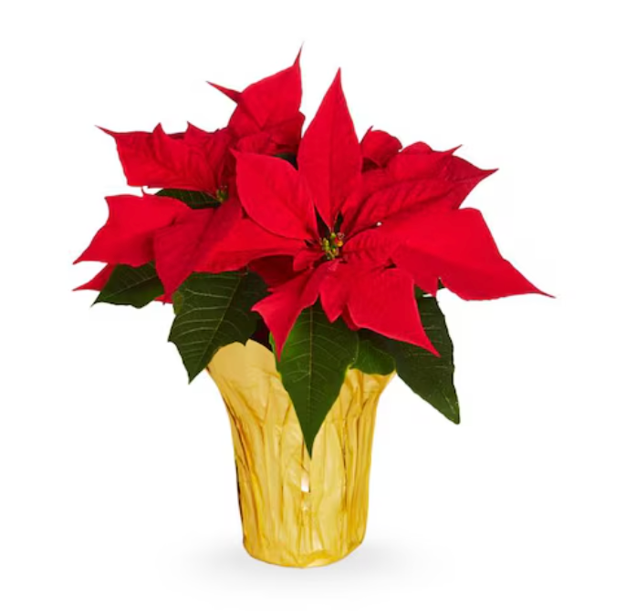 Red poinsettia plant in a decorative gold pot.