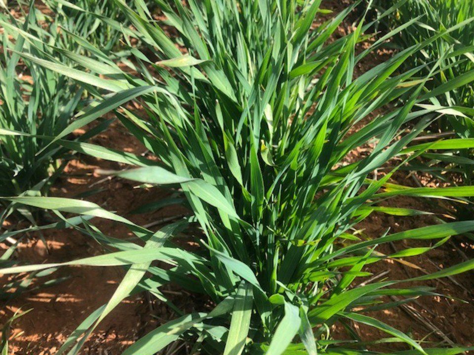 plants planted in fertile soil