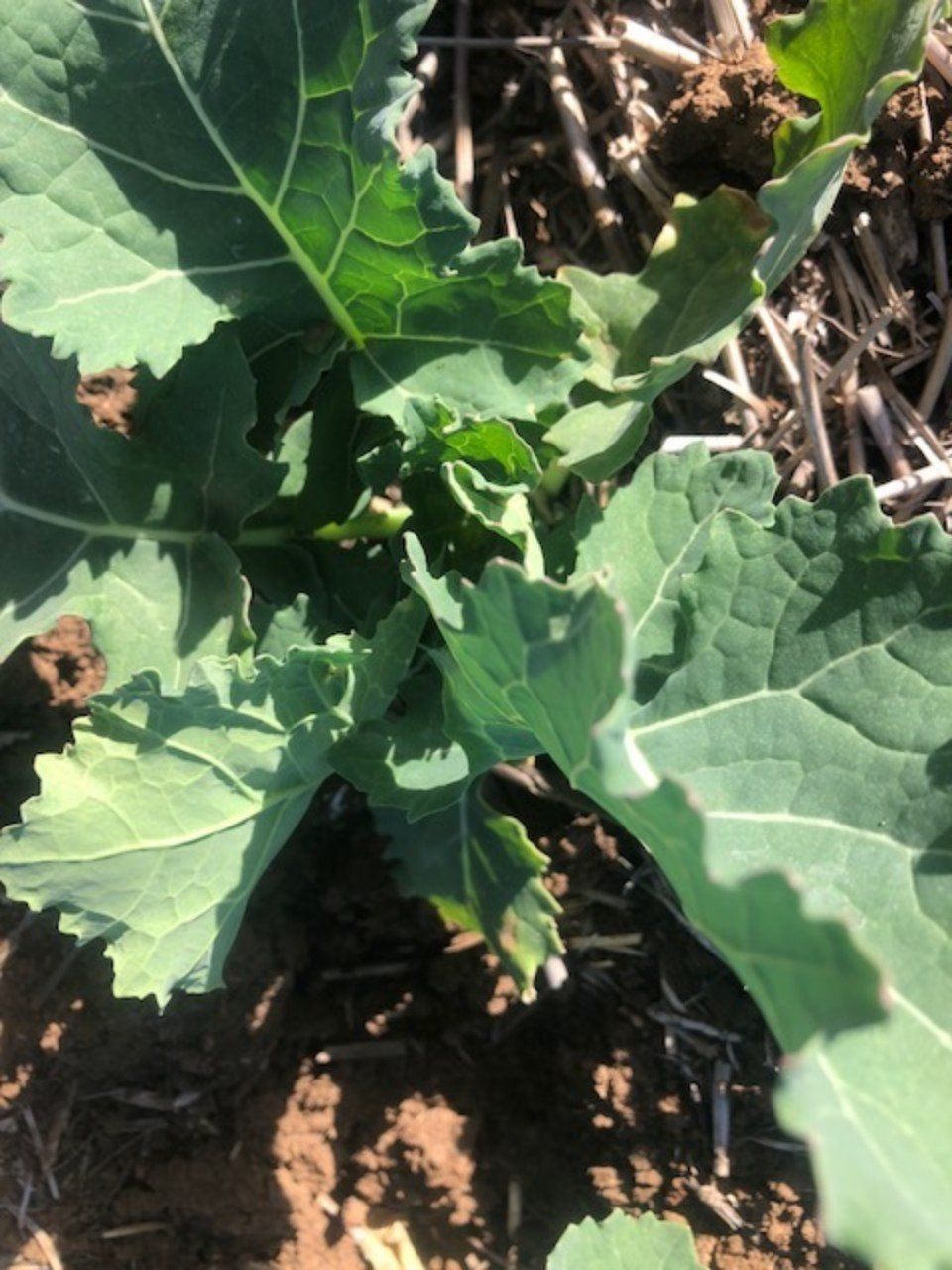 plants planted in fertile soil