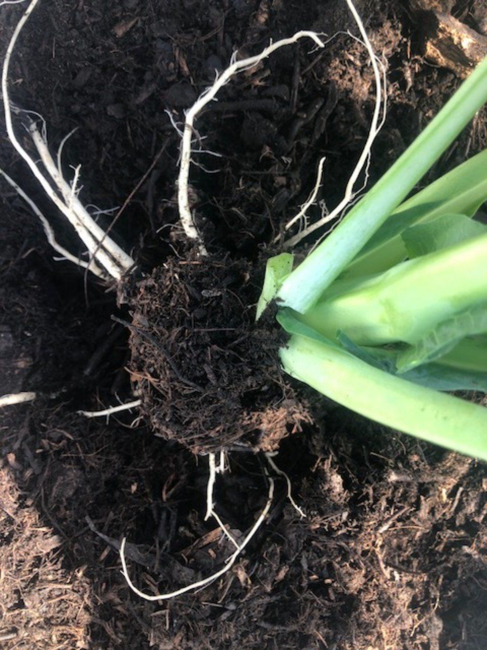 plants planted in fertile soil