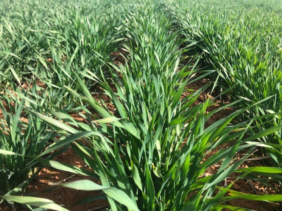 plants planted in fertile soil