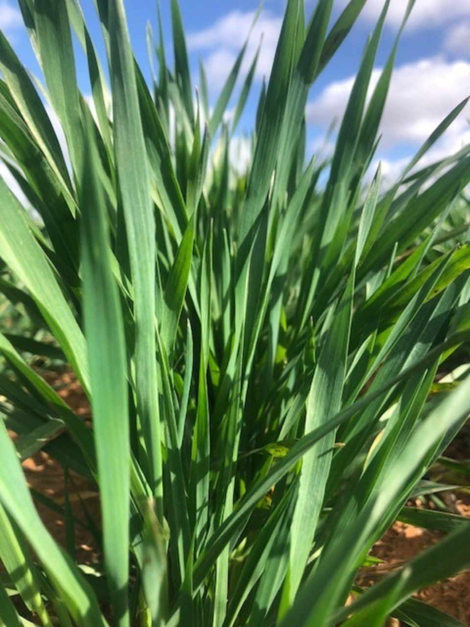 plants planted in fertile soil