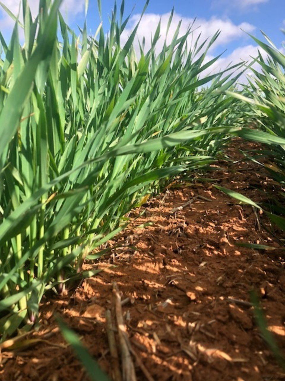 plants planted in fertile soil