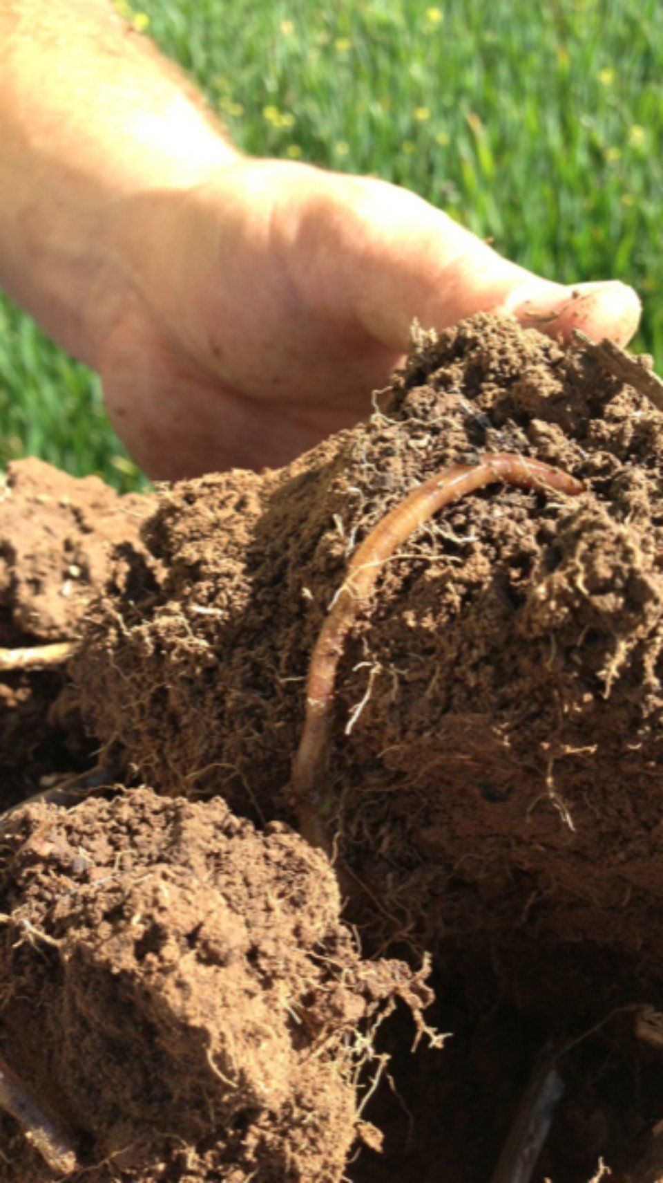 view of a fertile top soil for plant growth