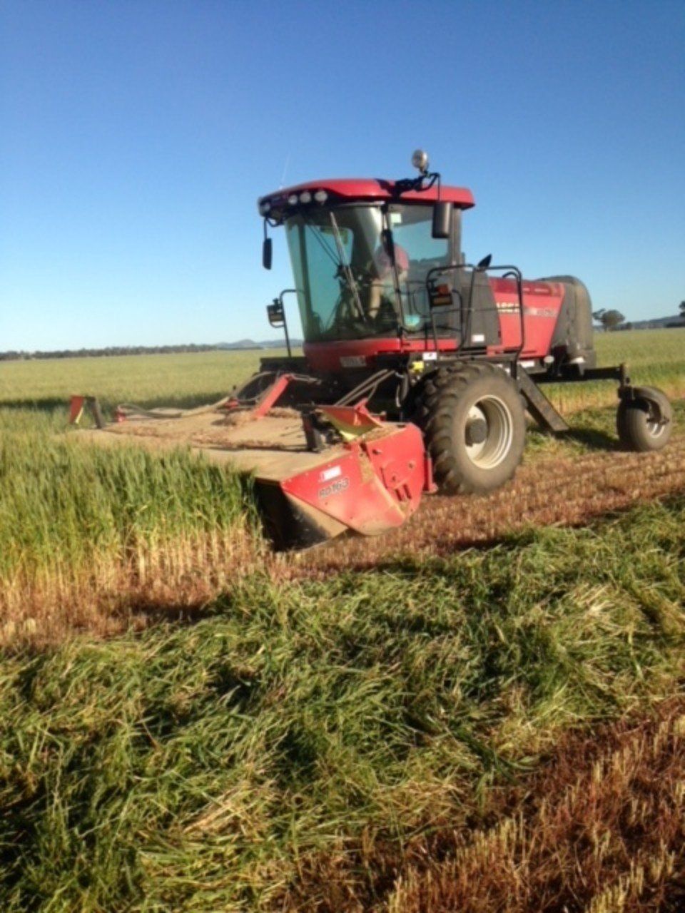plants planted in fertile soil