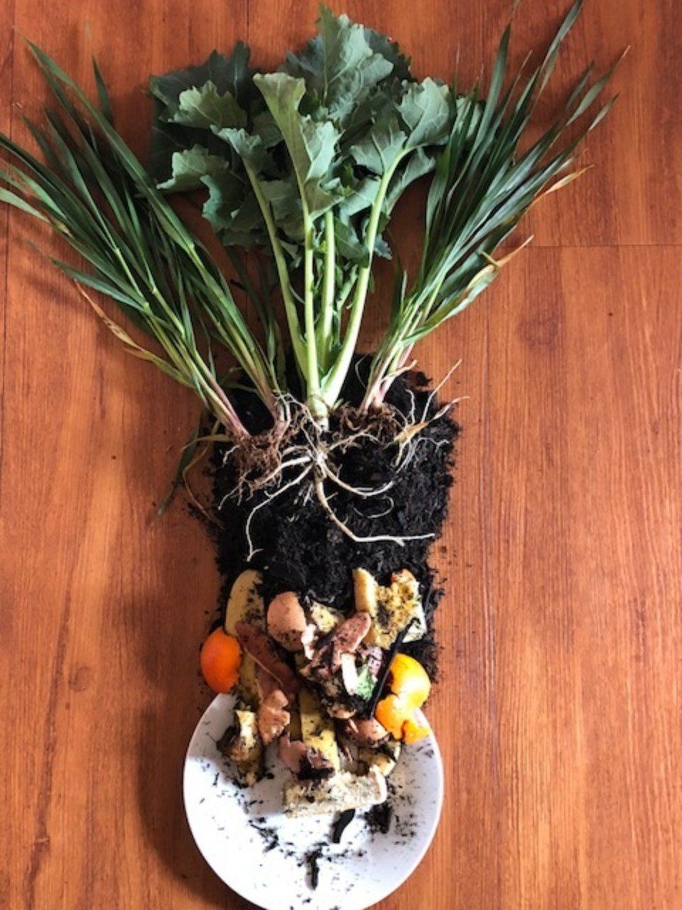 view of organically grown plants