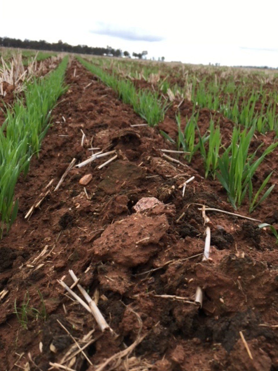 plants planted in fertile soil