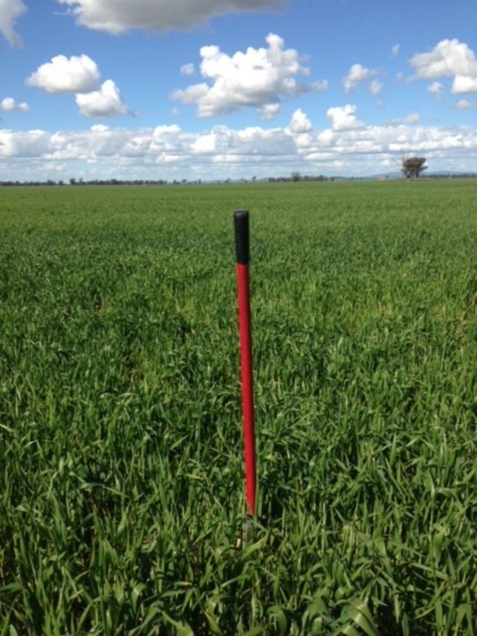 plants planted in fertile soil