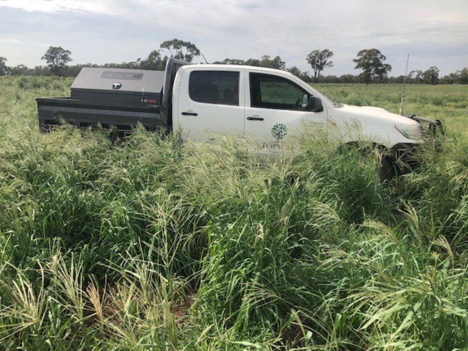 view of a fertile top soil for plant growth