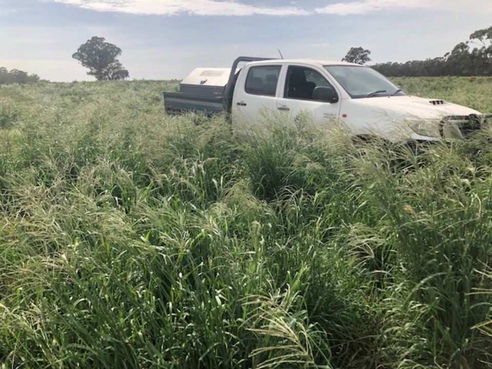 view of a fertile top soil for plant growth