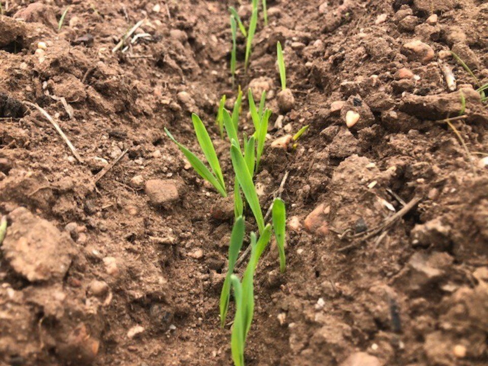 view of a sapling planted into the soil