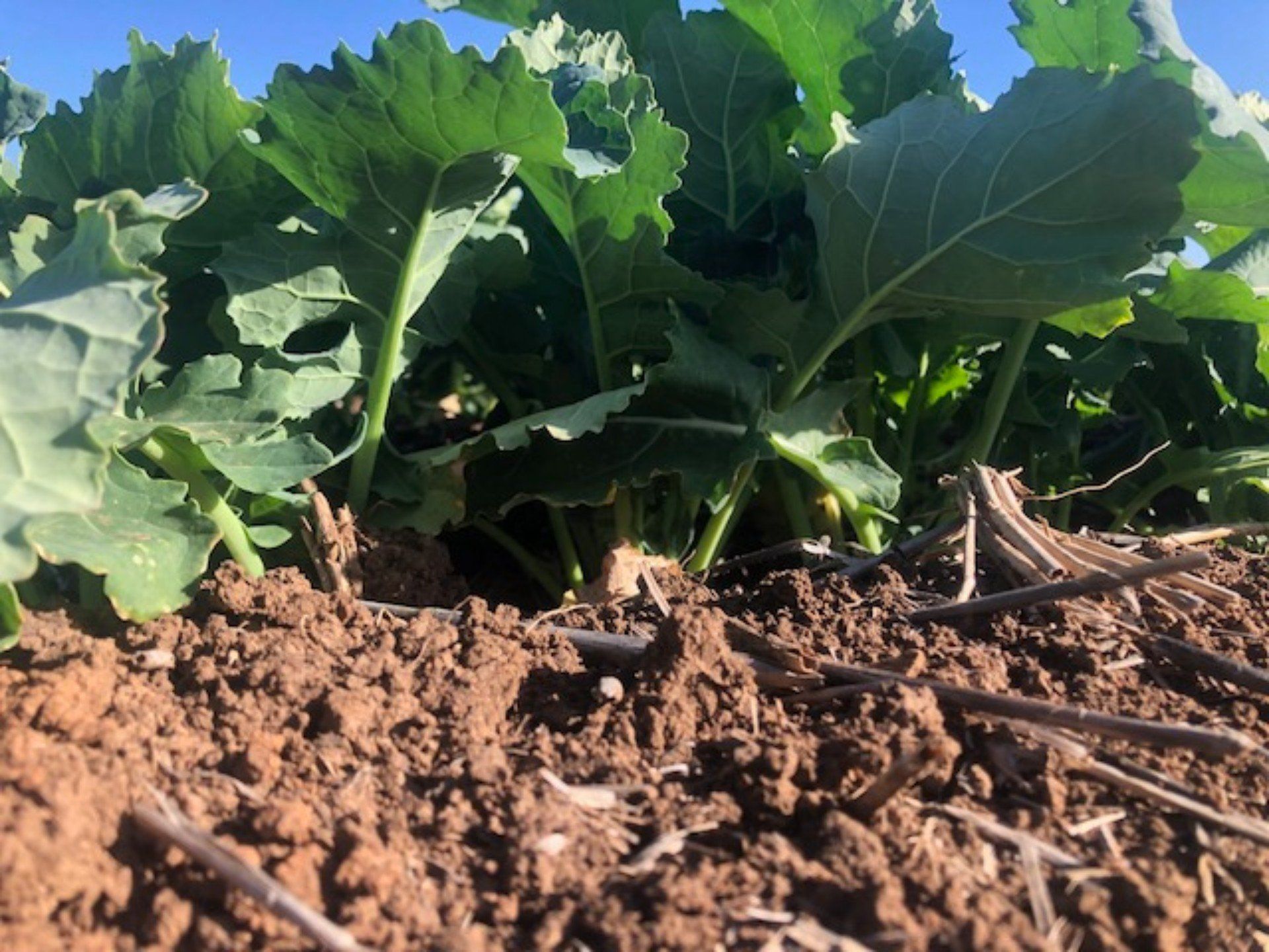 view of a fertile top soil