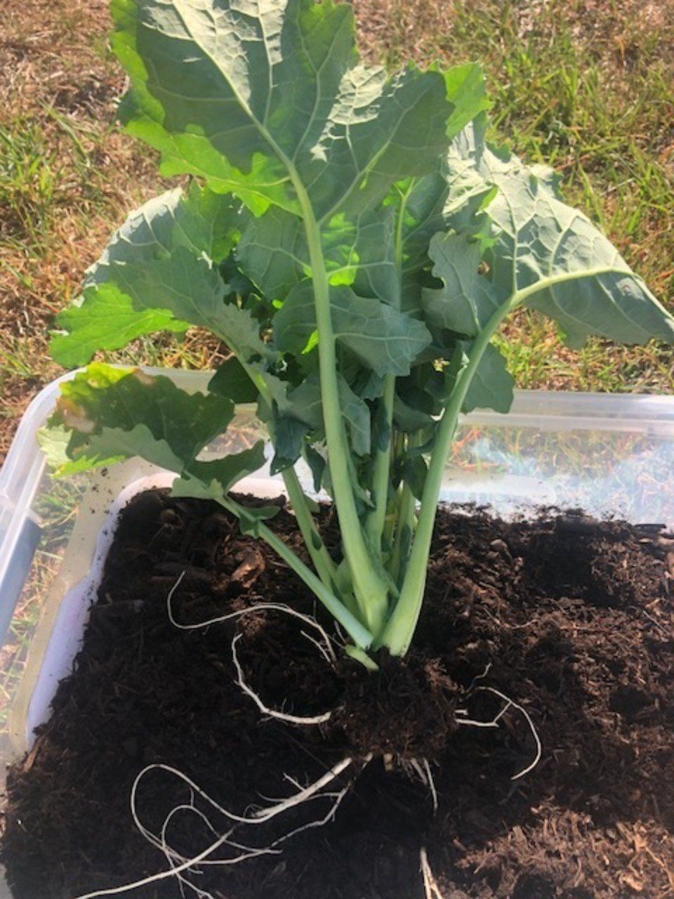 view of a fertile top soil for plant growth