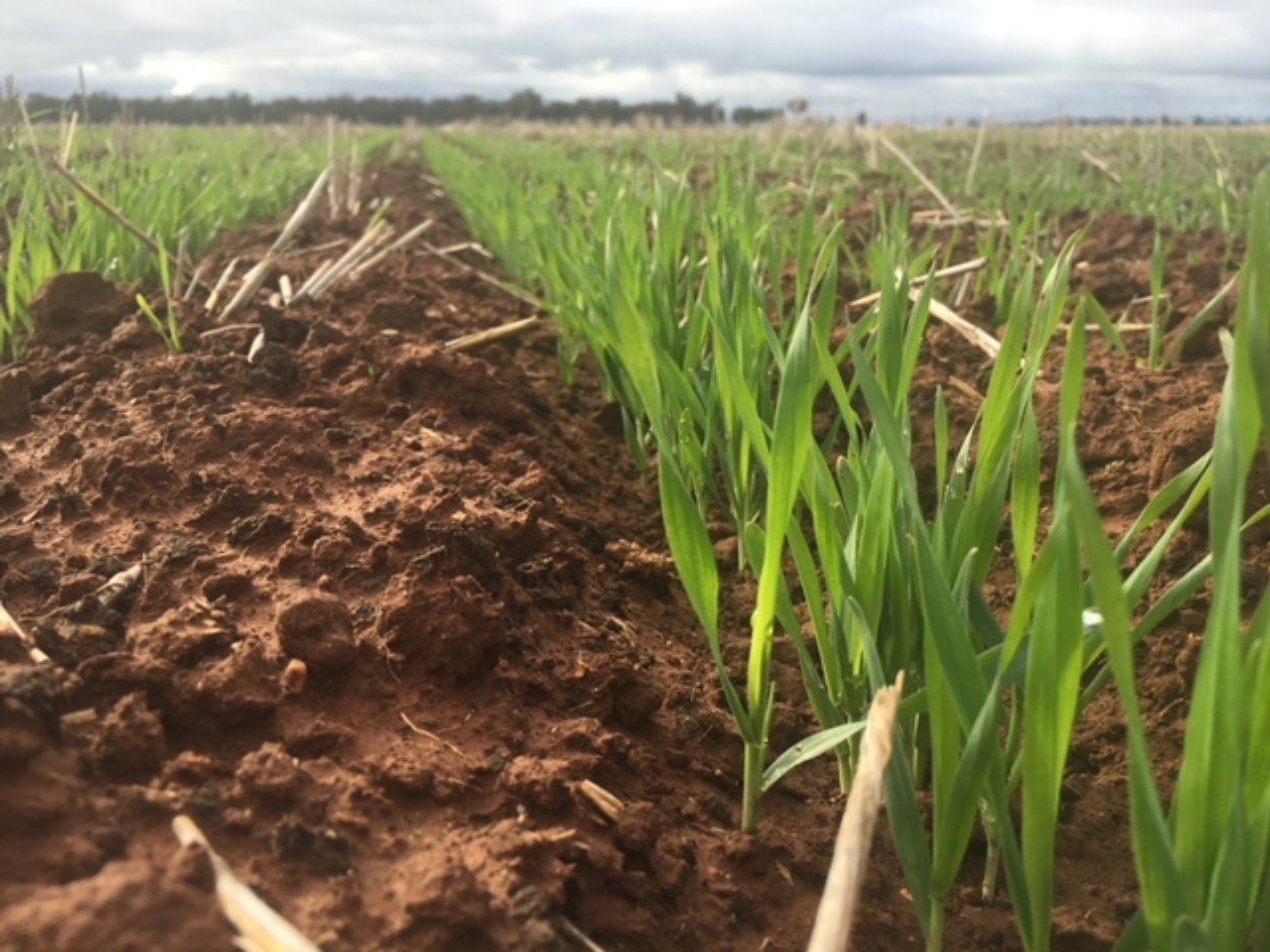 view of a fertile top soil for plant growth