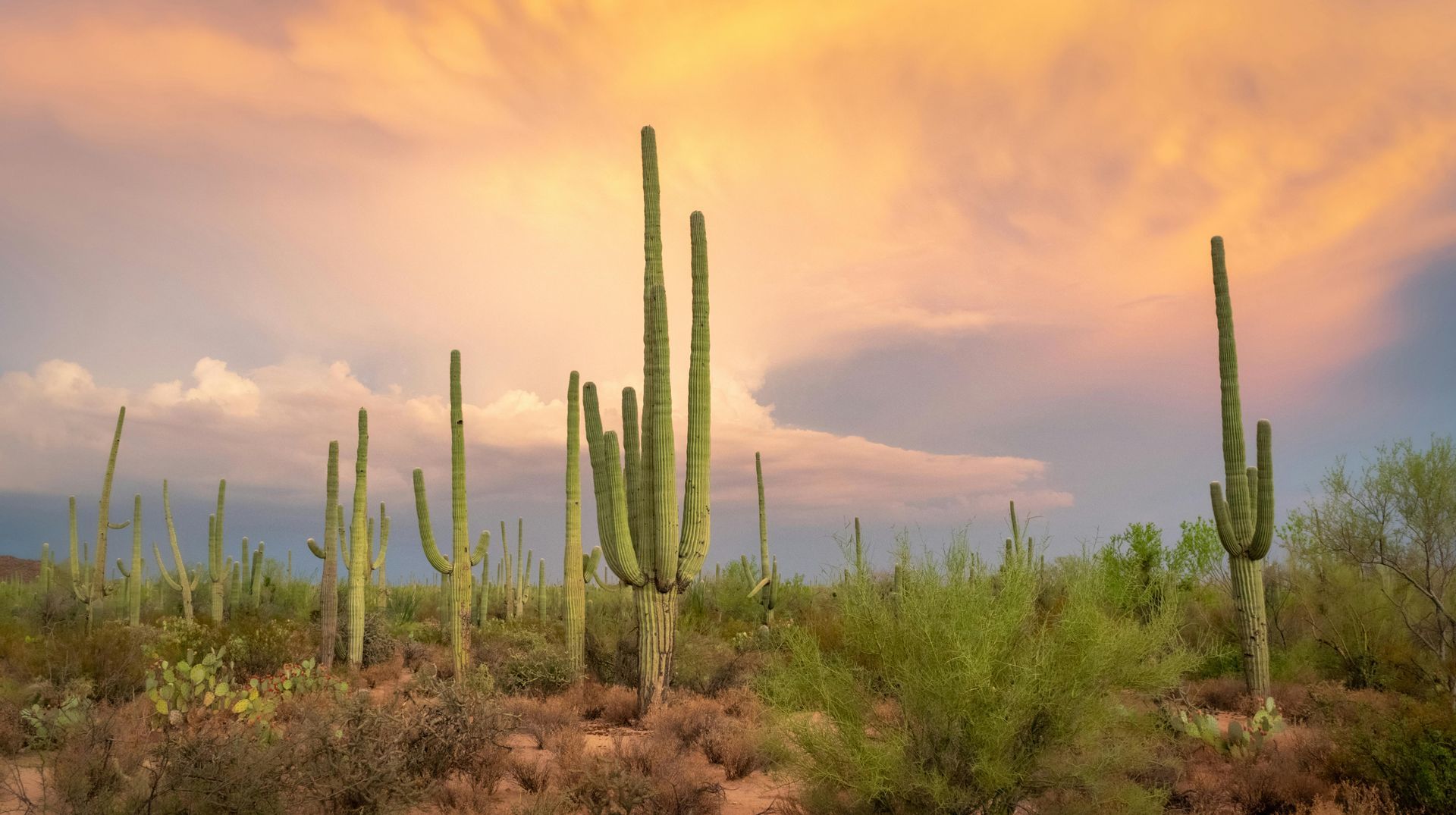 A row of saguaro cactus in the desert at sunset.