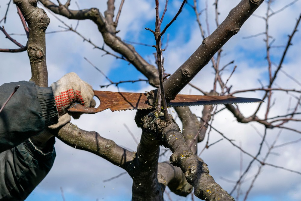 a person is cutting a tree branch with a saw .