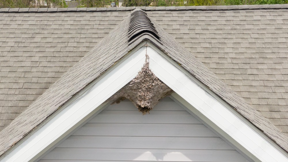 a house with a roof that has a hornet nest on it .