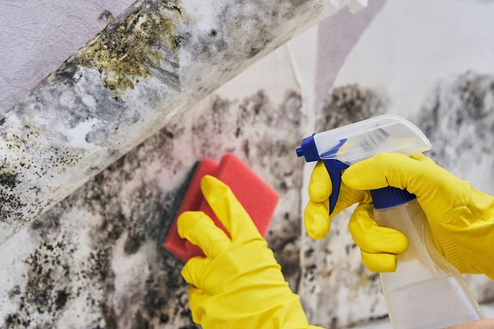 Carpet Cleaning Contractors l Jefferson, MA l Majestic Carpet & Upholstery Cleaning