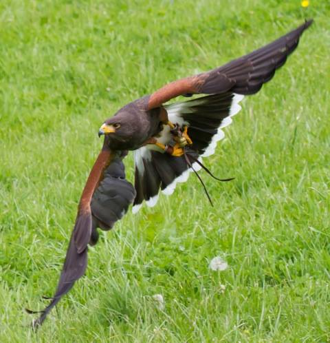 Harris hawk