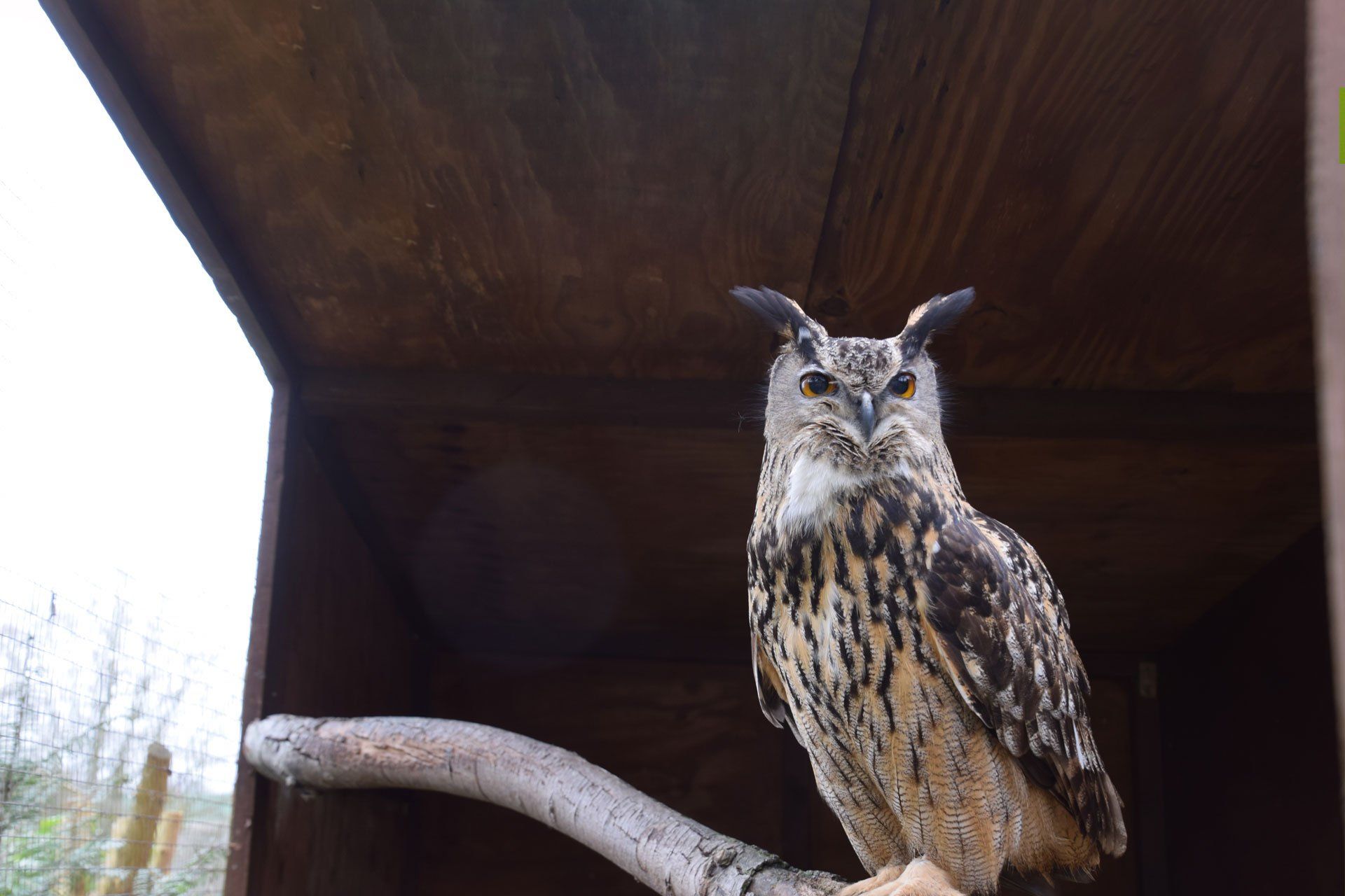 The European Eagle Owl