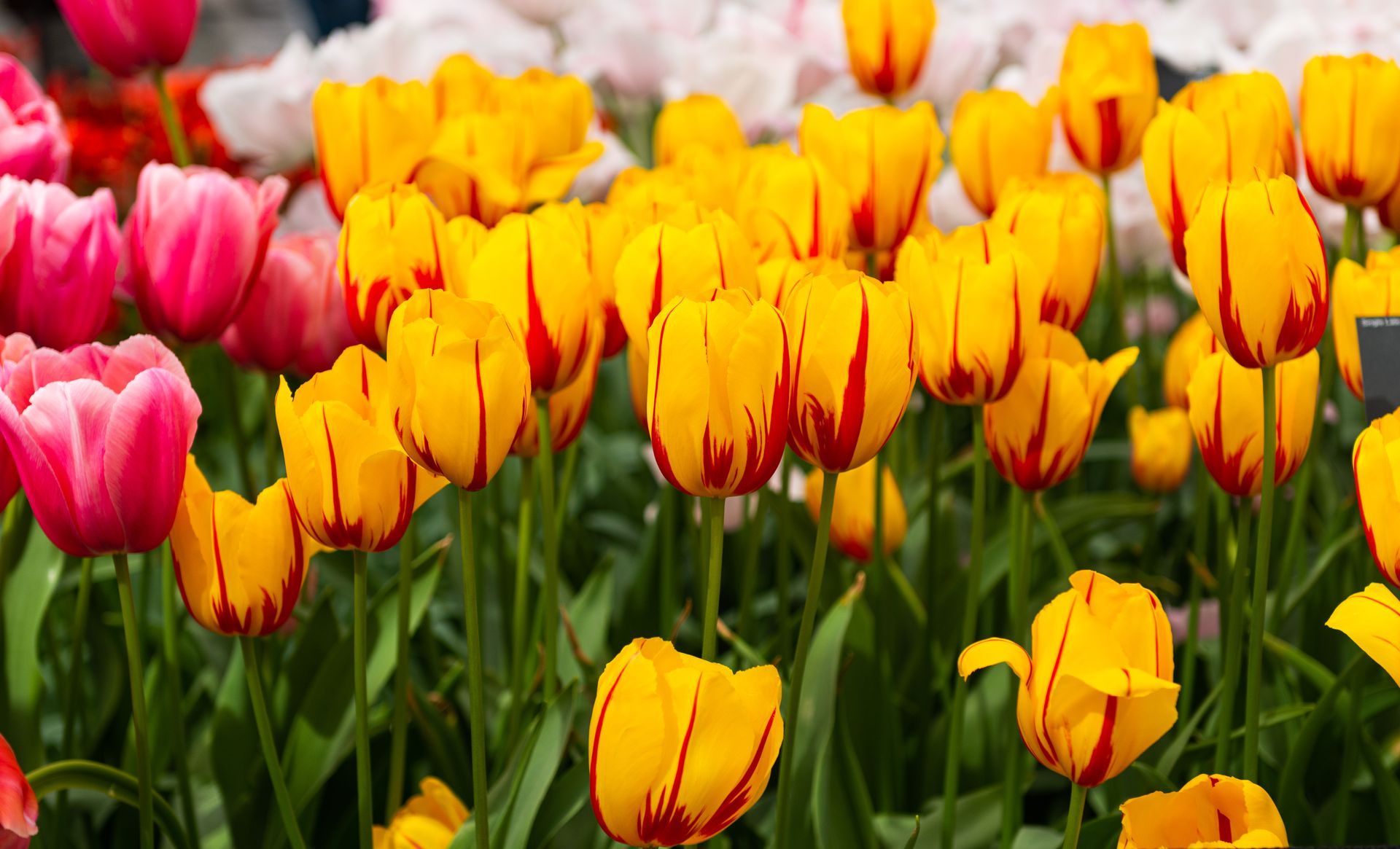 beautifully tulip flowers