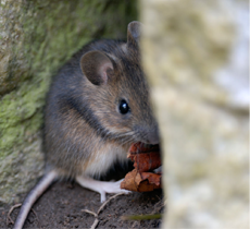 Wood mouse finding