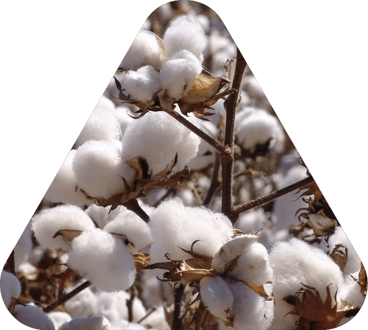 Oceana Minerals: Soluções Sustentáveis com Algas Lithothamnium para Nutrição Animal, Vegetal e Tratamento de Água