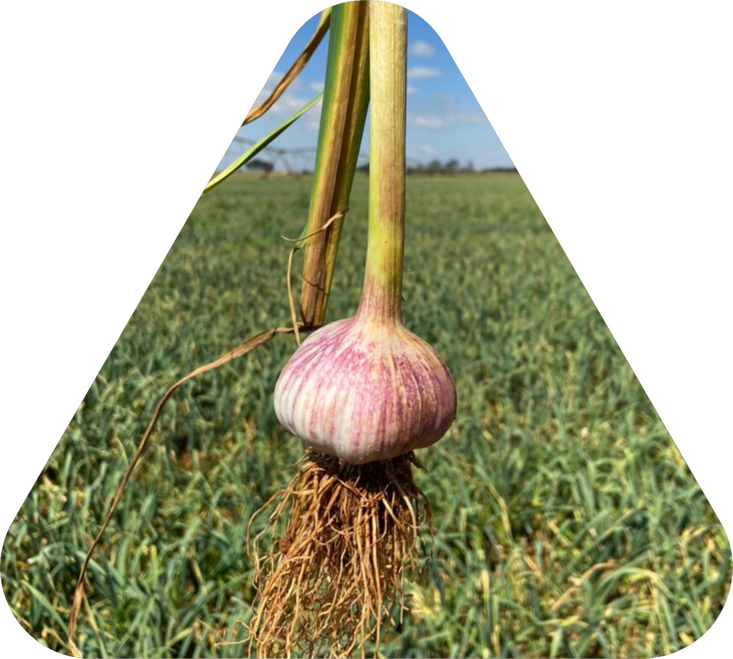 Oceana Minerals: Soluções Sustentáveis com Algas Lithothamnium para Nutrição Animal, Vegetal e Tratamento de Água