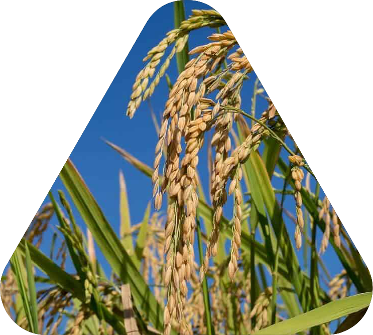 Oceana Minerals: Soluções Sustentáveis com Algas Lithothamnium para Nutrição Animal, Vegetal e Tratamento de Água