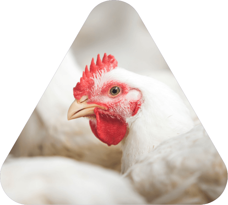 Oceana Minerals: Soluções Sustentáveis com Algas Lithothamnium para Nutrição Animal, Vegetal e Tratamento de Água