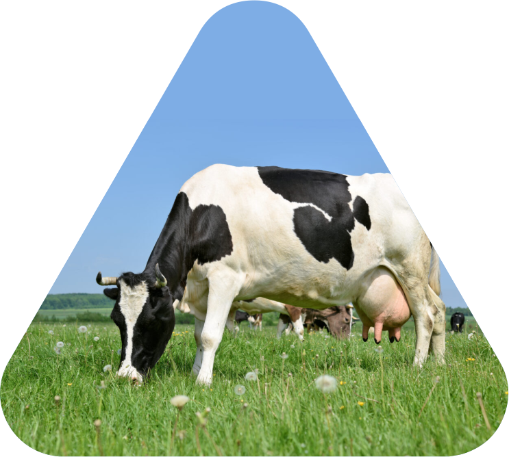 Oceana Minerals: Soluções Sustentáveis com Algas Lithothamnium para Nutrição Animal, Vegetal e Tratamento de Água