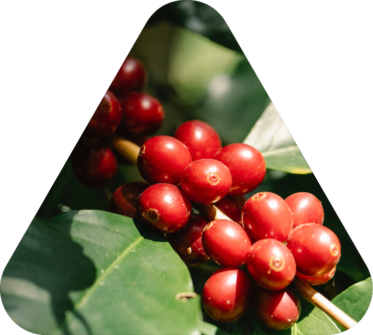 Oceana Minerals: Soluções Sustentáveis com Algas Lithothamnium para Nutrição Animal, Vegetal e Tratamento de Água