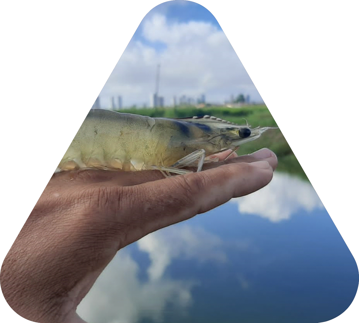 Oceana Minerals: Soluções Sustentáveis com Algas Lithothamnium para Nutrição Animal, Vegetal e Tratamento de Água