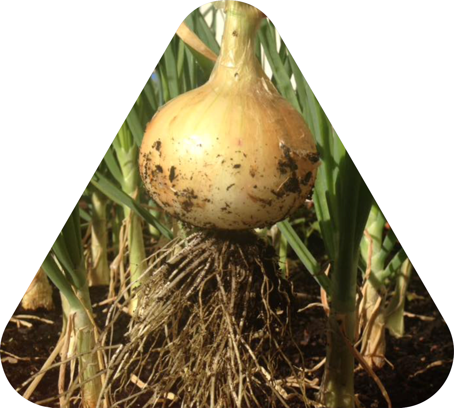 Oceana Minerals: Soluções Sustentáveis com Algas Lithothamnium para Nutrição Animal, Vegetal e Tratamento de Água