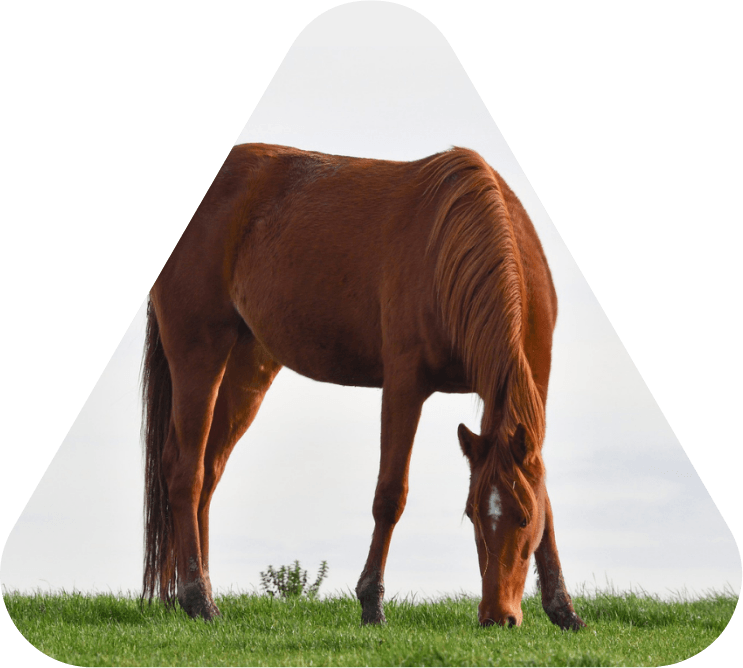 Oceana Minerals: Soluções Sustentáveis com Algas Lithothamnium para Nutrição Animal, Vegetal e Tratamento de Água