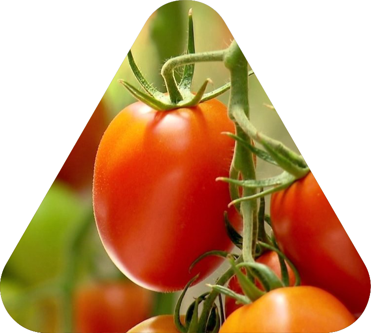 Oceana Minerals: Soluções Sustentáveis com Algas Lithothamnium para Nutrição Animal, Vegetal e Tratamento de Água