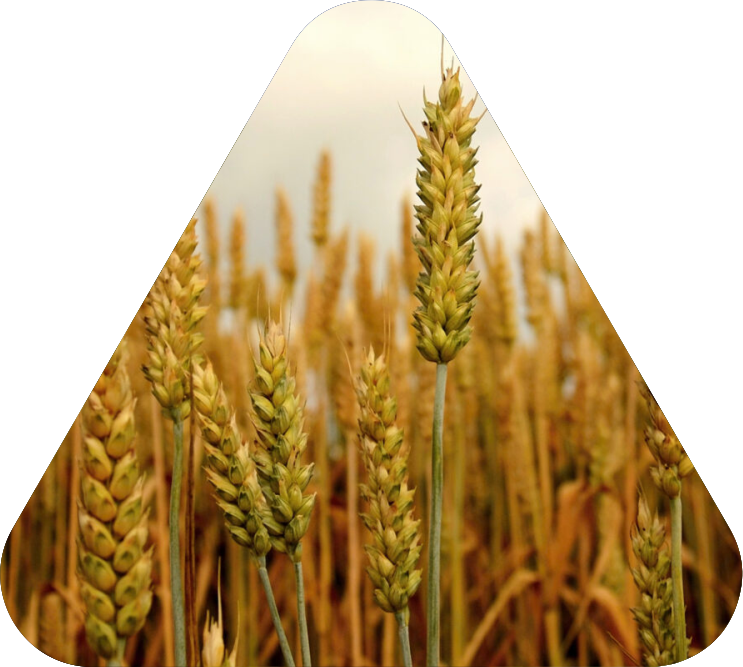 Oceana Minerals: Soluções Sustentáveis com Algas Lithothamnium para Nutrição Animal, Vegetal e Tratamento de Água