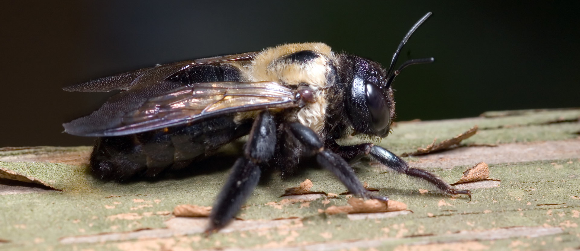 Big-Carpenter-Bee