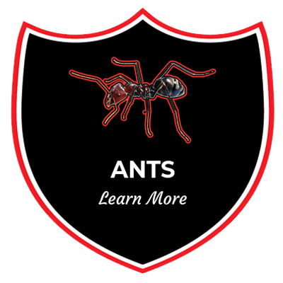a shield with an ant on it and the words `` ants learn more '' .