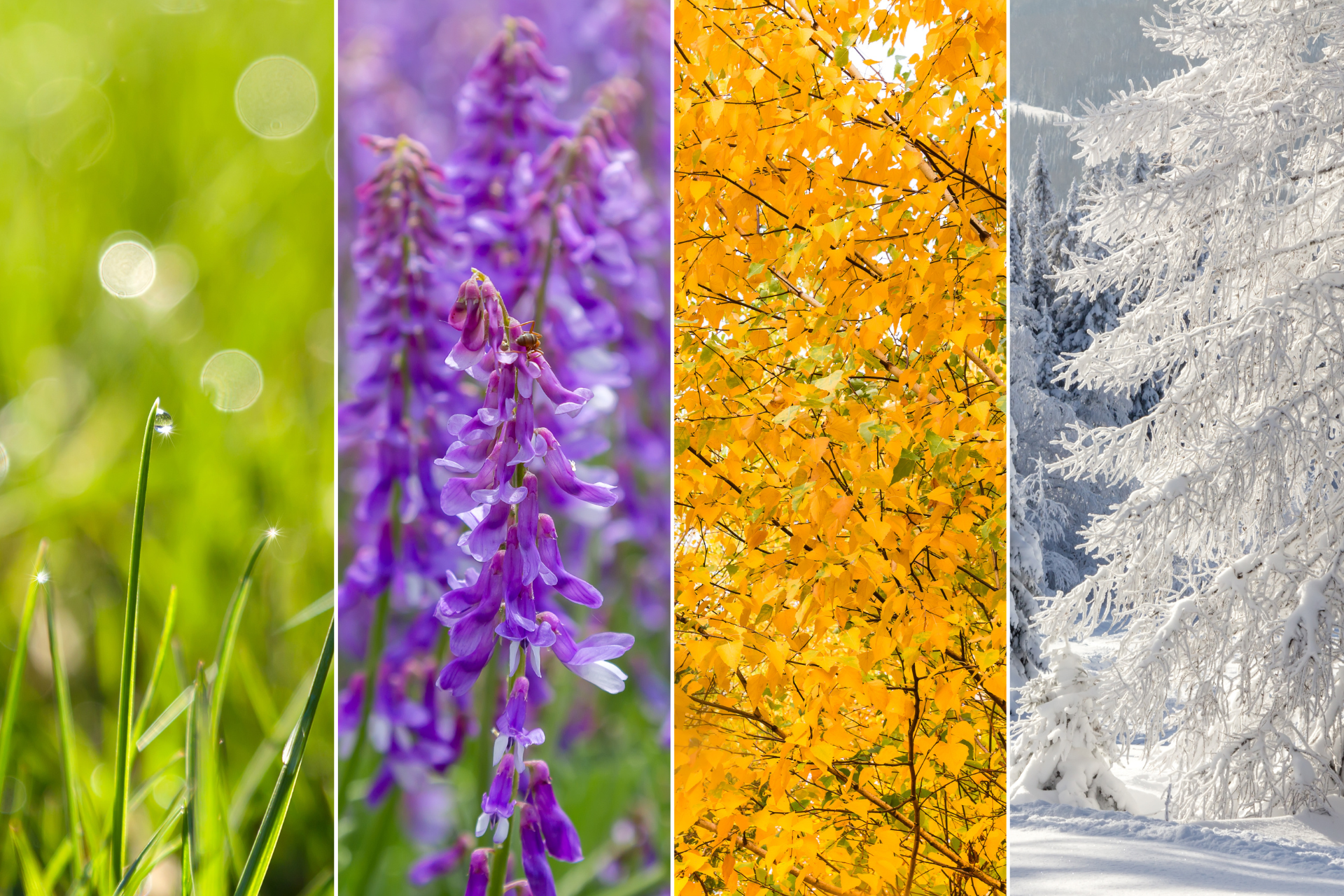 a collage of four pictures of different seasons of the year .