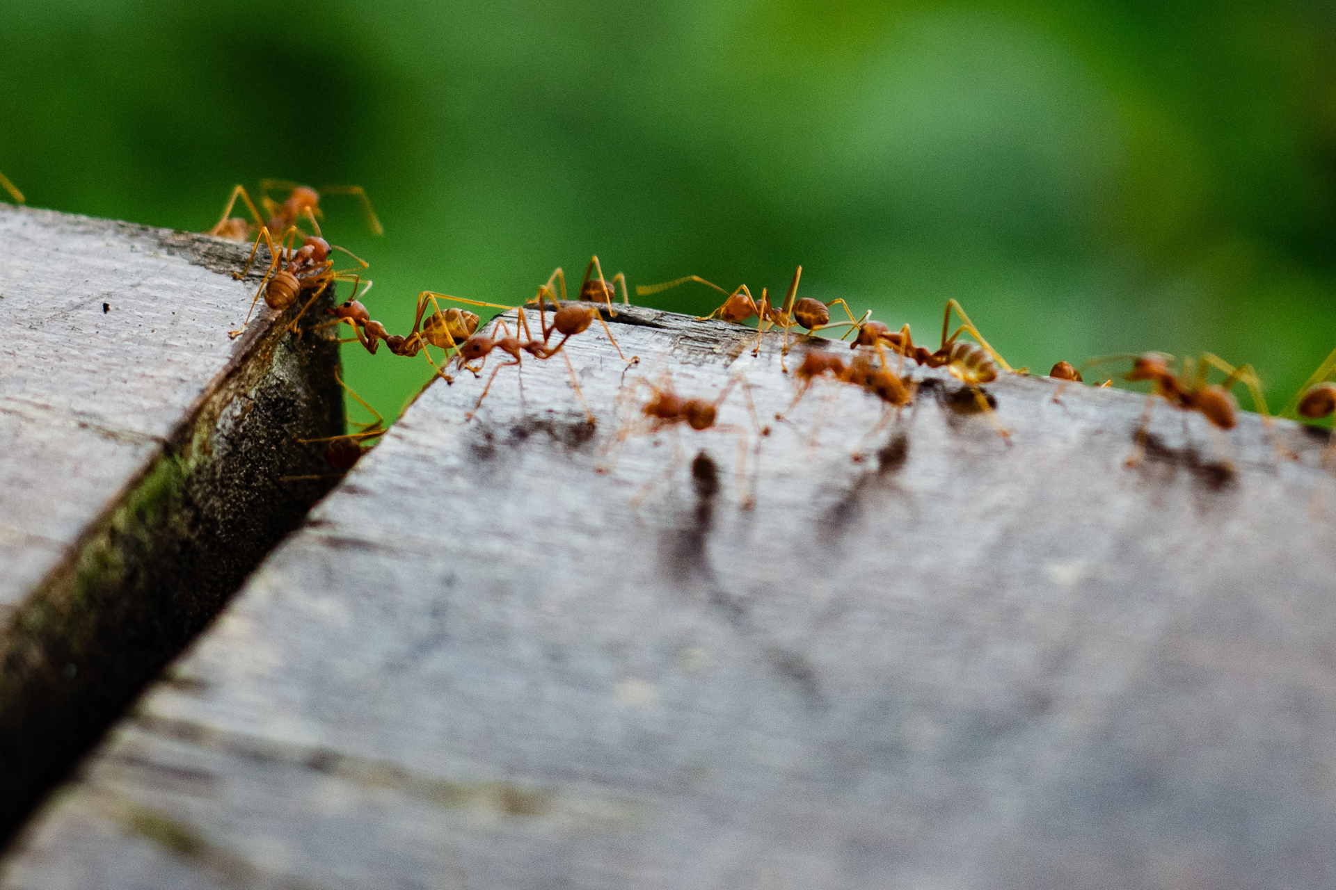 A group of red ants are crawling on a wooden surface.